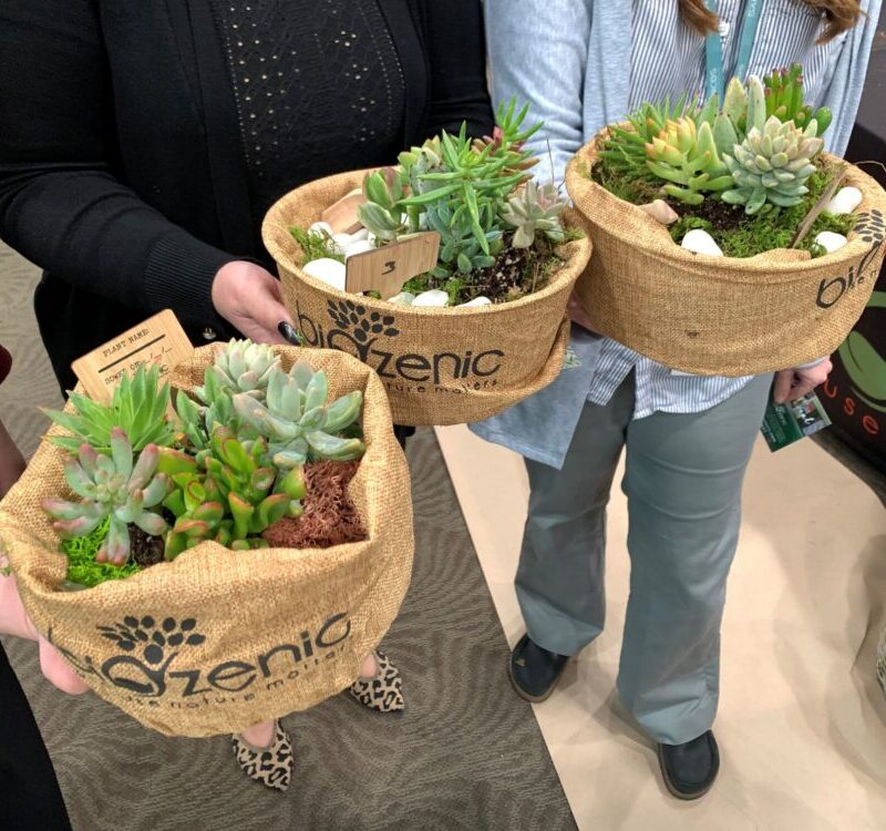 Bonsai Workshops in the Workplace: Enhancing Wellness and Focus